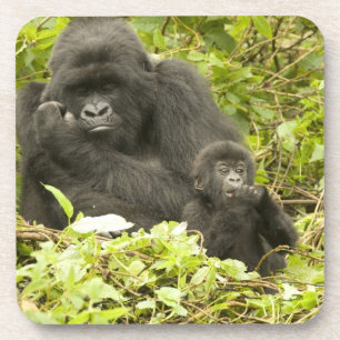 Porta-copo Gorila-da-montanha, Gorilla beringei (anteriorment