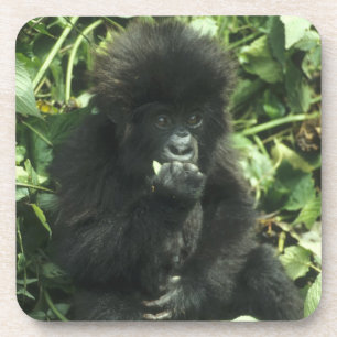 Porta-copo Gorila da Montanha, (Gorilla gorilla beringei),