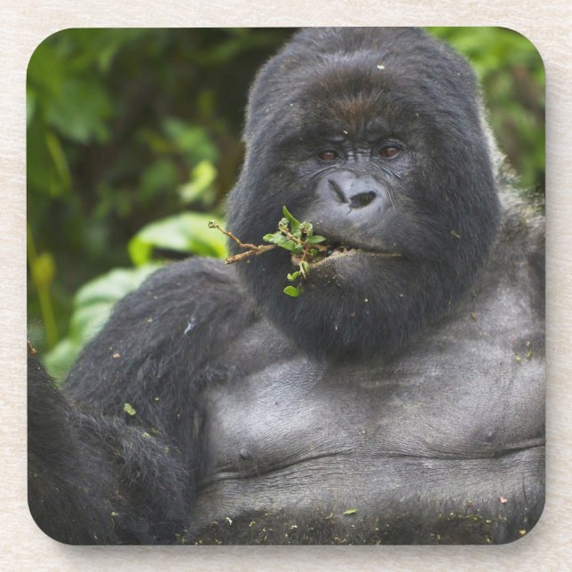 Porta-copo Gorila de montanha e Silverback (Frente)