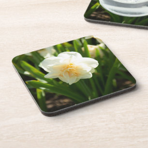 Porta-copo Grandes narcisos brancos em um dia de primavera