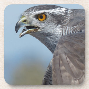 Porta-copo Grita Goshawk do norte