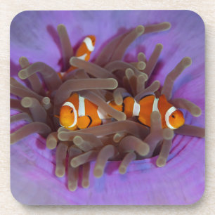 Porta-copo Grupo de Anemonefish do palhaço de 6 portas copos