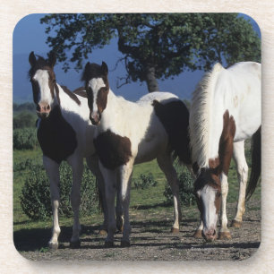 Porta-copo Grupo de cavalos da pintura
