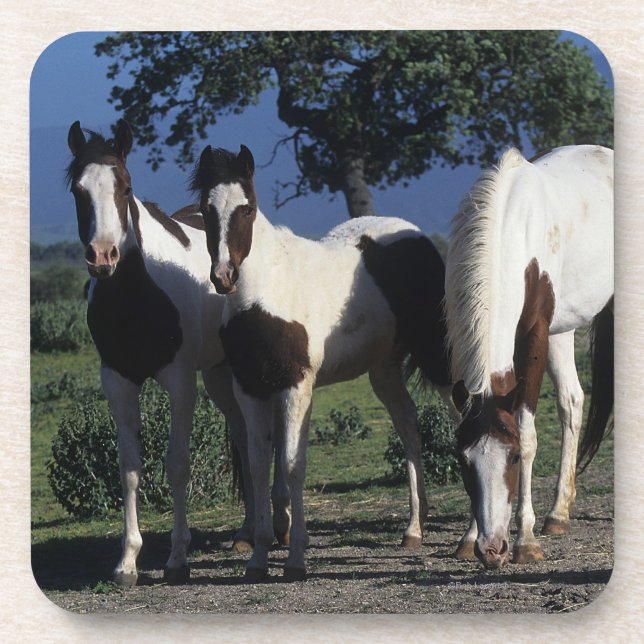 Porta-copo Grupo de cavalos da pintura (Frente)