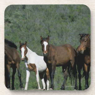 Porta-copo Grupo de cavalos selvagens do mustang