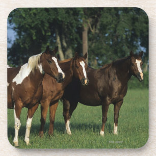 Porta-copo Grupo de estar dos cavalos da pintura