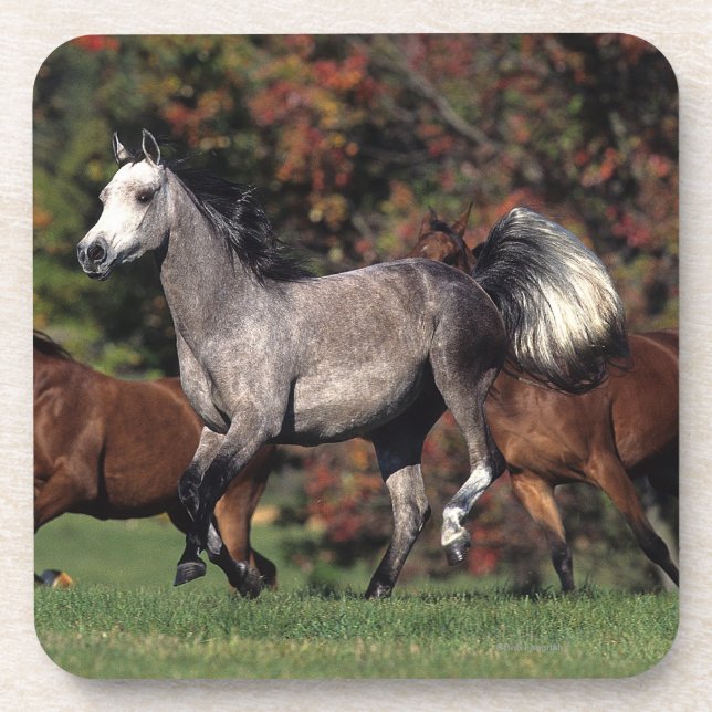 Porta-copo Grupo de funcionamento árabe dos cavalos (Frente)