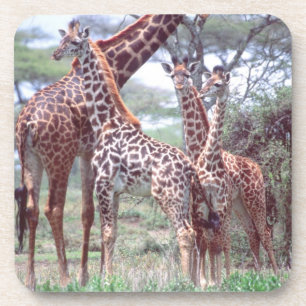 Porta-copo Grupo de girafas ou manada com filhotes, Giraffa
