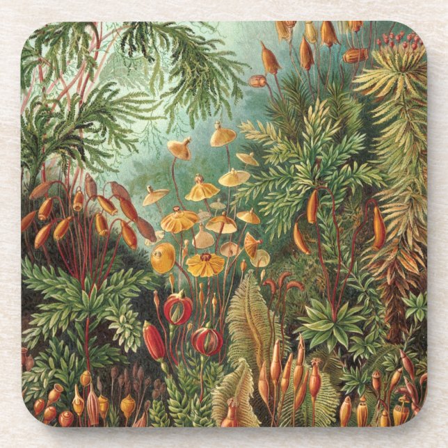 Porta-copo Haeckel (Frente)
