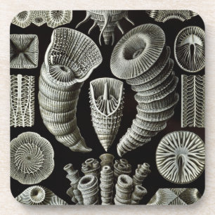 Porta-copo Haeckel