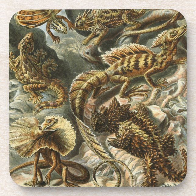 Porta-copo Haeckel (Frente)