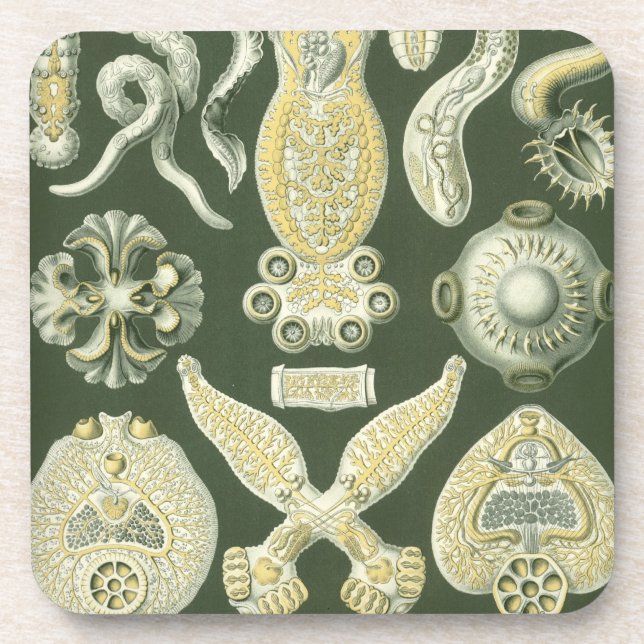 Porta-copo Haeckel Antigo (Frente)