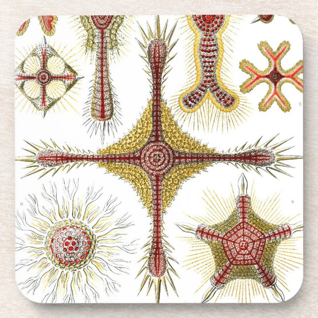 Porta-copo Haeckel Antigo (Frente)