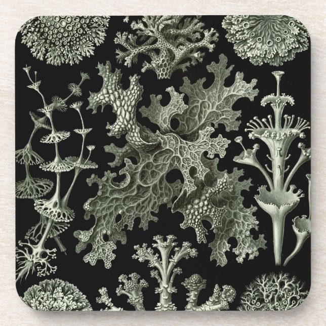 Porta-copo Haeckel Black (Frente)