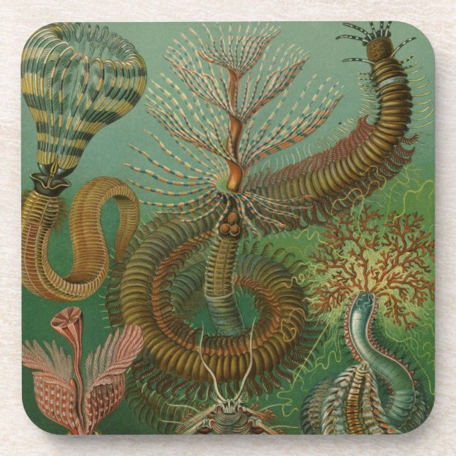 Porta-copo Haeckel Centipedes (Frente)
