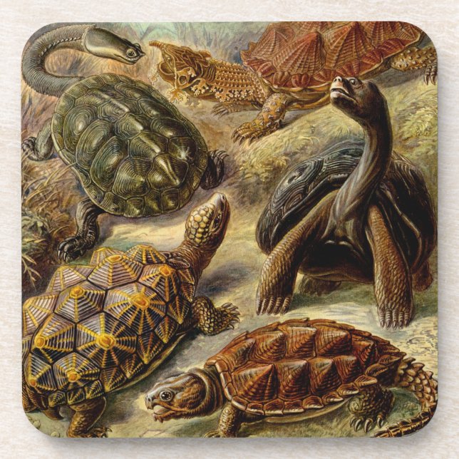 Porta-copo Haeckel Tortoises (Frente)