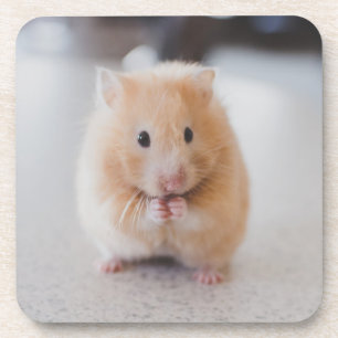 Porta-copo Hamster bonito