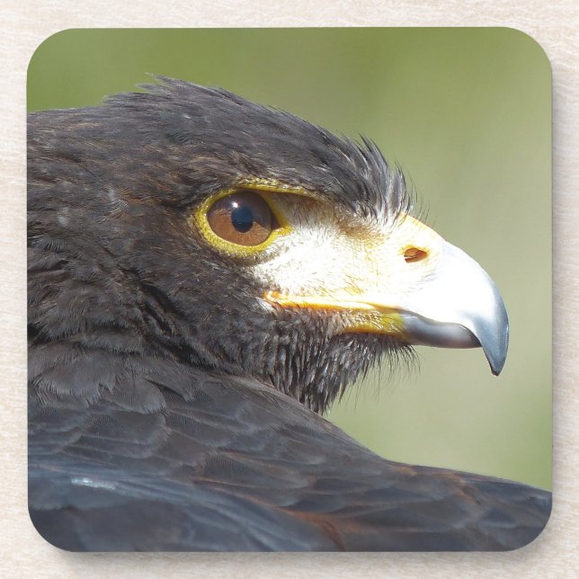 Porta-copo Harris Hawk (Frente)
