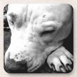 Porta-copo harry potter scar dog white pit bull