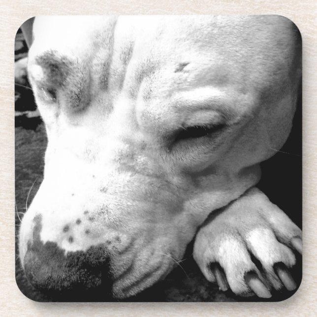 Porta-copo harry potter scar dog white pit bull (Frente)