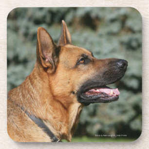 Porta-copo Headshot 1 do german shepherd