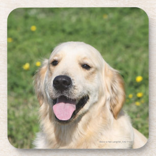 Porta-copo Headshot 1 do golden retriever