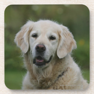Porta-copo Headshot 2 do golden retriever
