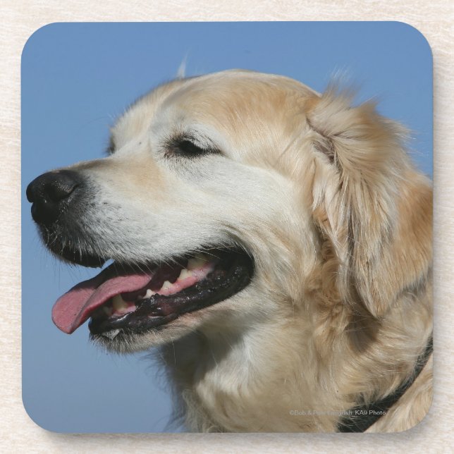 Porta-copo Headshot 4 do golden retriever (Frente)