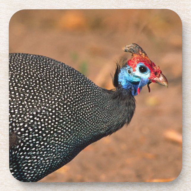 Porta-copo Helmeted Guiné Fowl (Numida meleagris). África, (Frente)