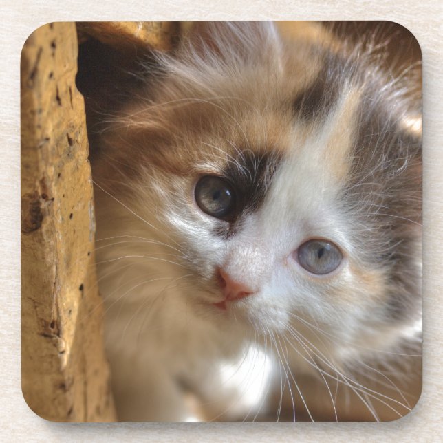 Porta-copo Heterochromia Calico Kitten (Frente)