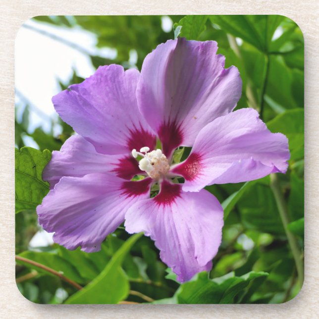 Porta-copo Hibiscus (Frente)