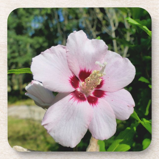 Porta-copo Hibiscus (Frente)