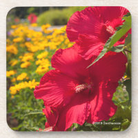Hibiscus vermelho