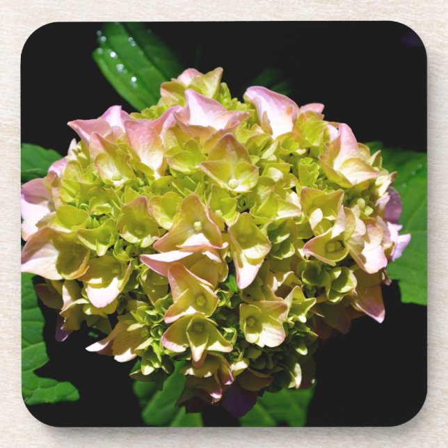 Porta-copo Hídranga floral verde-rosa-esverdeado Elegante (Frente)