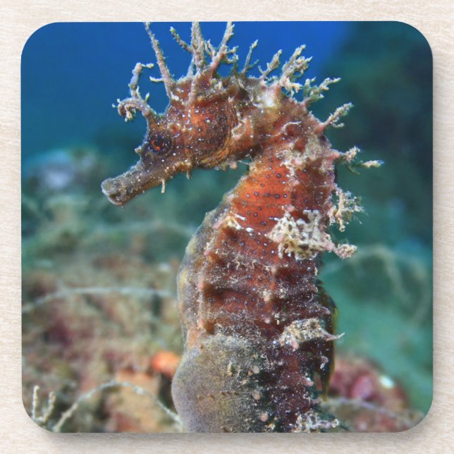 Porta-copo Hipocampo Ramulosus do cavalo de mar | (Frente)