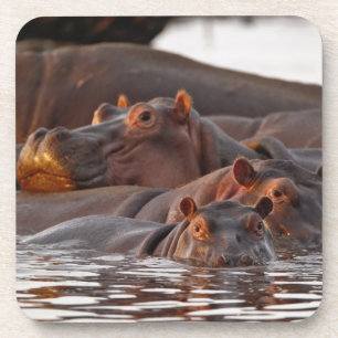 Porta-copo Hipopótamo, Hippopotamus amphibius, Lago