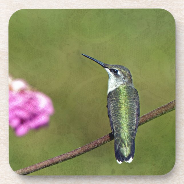 Porta-copo Hummingbird e Zinnia (Frente)