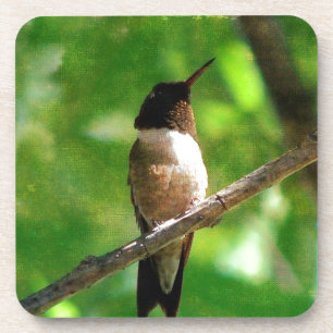 Porta-copo Hummingbird Morning