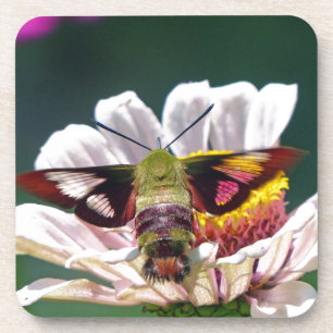 Porta-copo Hummingbird Moth
