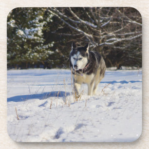 Porta-copo Husky Siberiano Na Neve