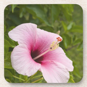 Porta-copo Ilhas Cook, Atiu. Flor de hibisco.