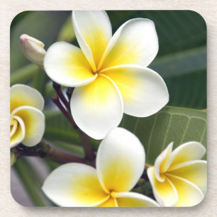 Porta-copo Ilhas Frangipani
