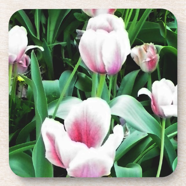 Porta-copo Imagem de Tulipas Rosa (Frente)