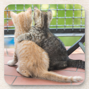 Porta-copo Imagens de Getty   dois gatinhos em um balcão