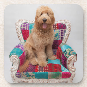 Porta-copo Imagens de Getty Goldendoodle bonito