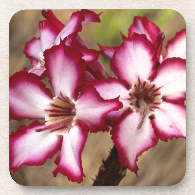 Porta-copo Impala Lily (Adenium Multiflorum), Kruger (Frente)