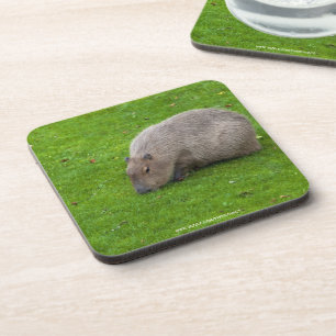 Porta-copo Incrível Animal Capivara