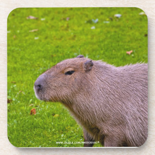 Porta-copo Incrível Animal Capivara