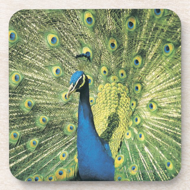 Porta-copo Indicação do pavão (Frente)