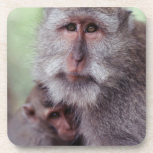 Porta-copo Indonésia, Bali, Ubud, Macaque de cauda longa 1